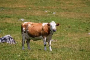 Pastoreo de vacas