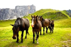 Pferde in Dolomiten