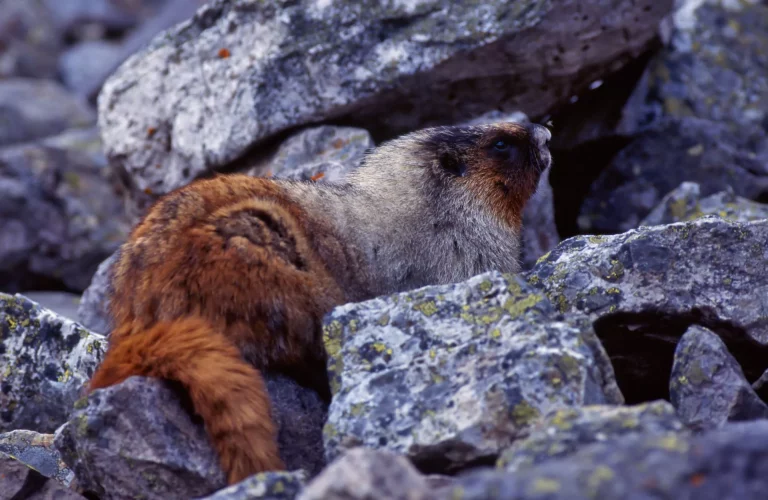 Dolomitas de Marmot