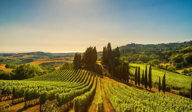 Toscanan viinitarha skaalattu